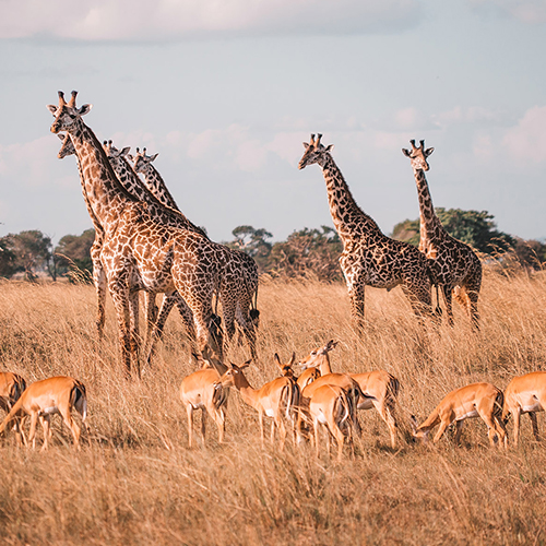 2 Days Drive-in Safari To Mikumi National Park