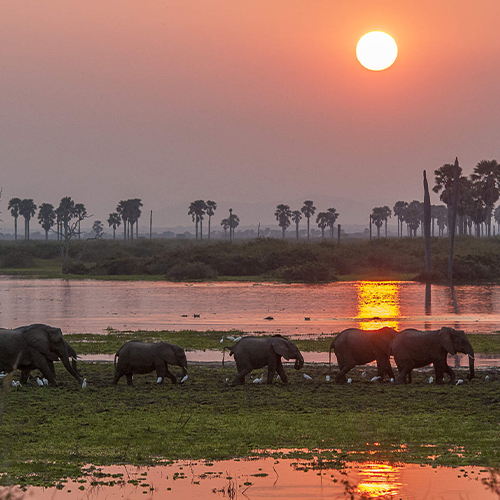 2 Days Fly-in Safari to Selous Game Reserve